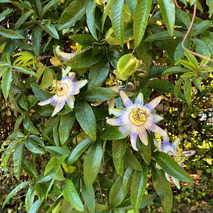 Passionsblume - Passiflora caerulea - 2 Pflanzen - Topf 11cm - Pflanzfix24.de - Pflanzfix24.de
