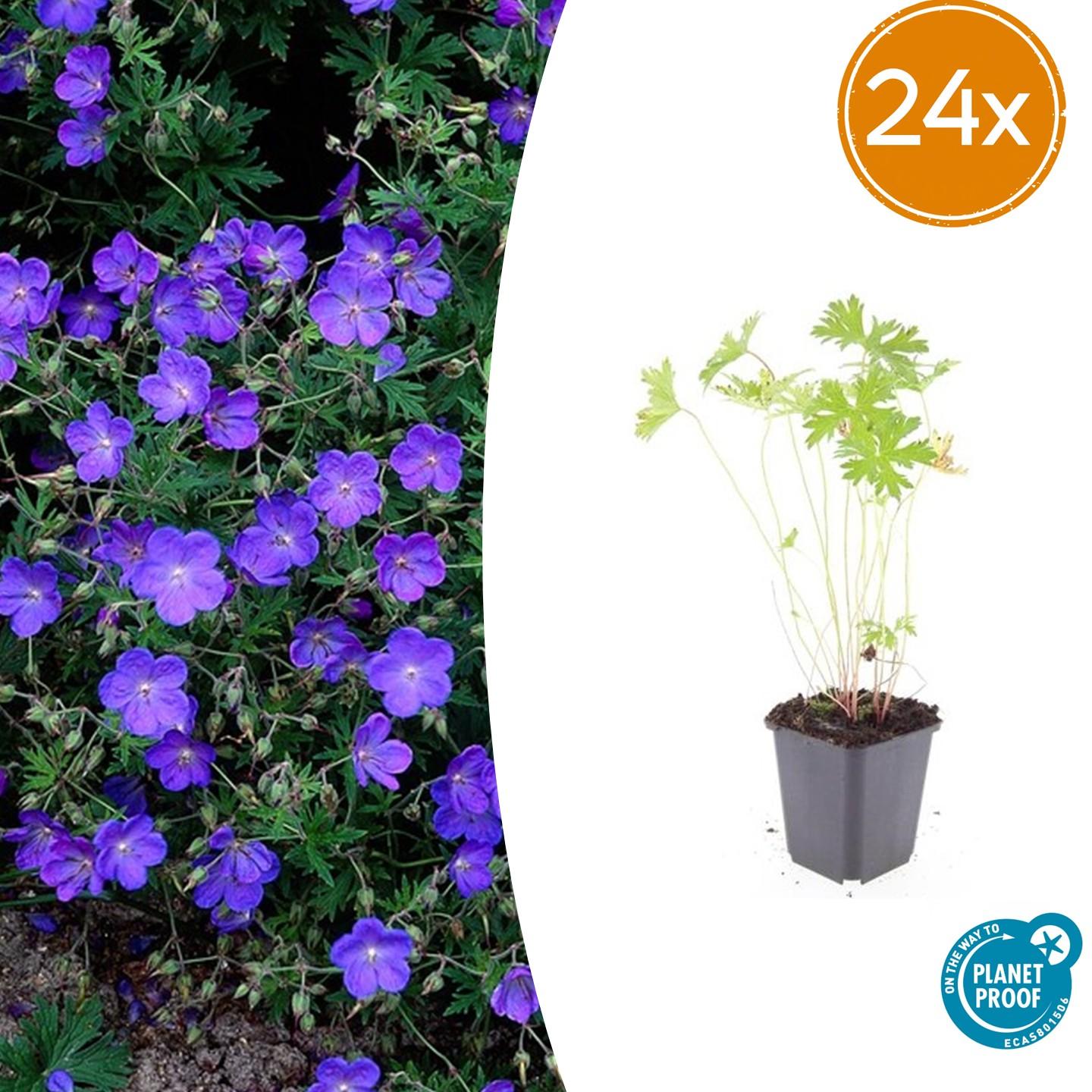 24x Geranium 'Johnson's Blue' - Pflanzfix24