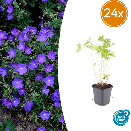 24x Geranium 'Johnson's Blue' - Pflanzfix24