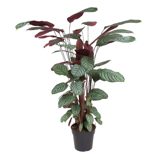Calathea Oppenheimiana - 130 cm - ø27 bei Pflanzfix24.de - Pflanzfix24.de