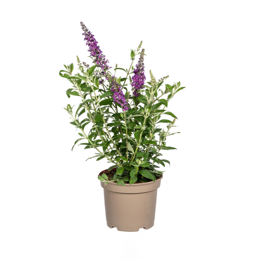 Buddleja Davidii Purple Ø19cm - ↕40 - 50cm - Pflanzfix24.de - Pflanzfix24.de