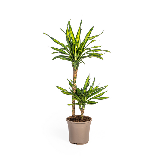 Dracaena Deremensis Rikki Ø19cm - Pflanzfix24