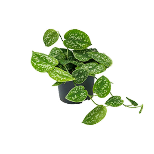 Scindapsus Pictus Argyraeus – 12cm Topf – Pflanzfix24.de - Pflanzfix24.de