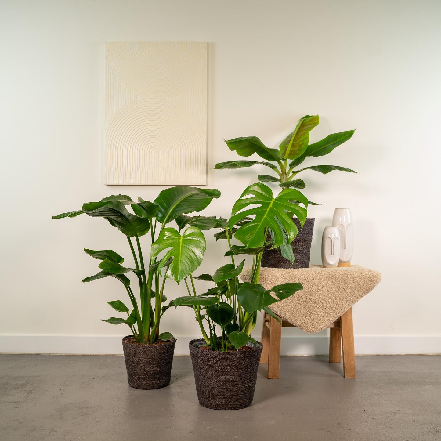 Tropische Zimmerpflanzen-Set - Monstera, Musa Dwarf Cavendish, Strelitzia Nicolai - Pflanzfix24