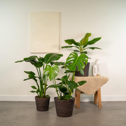 Tropische Zimmerpflanzen-Set - Monstera, Musa Dwarf Cavendish, Strelitzia Nicolai - Pflanzfix24