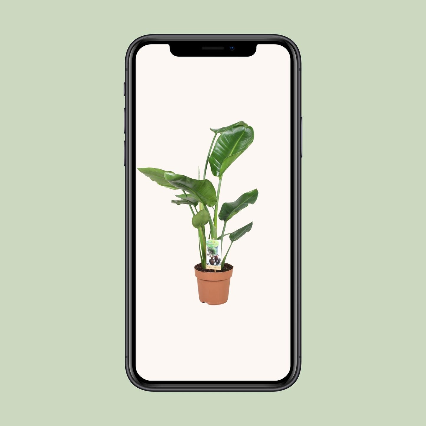 Strelitzia Nicolai Ø17cm Zimmerpflanze 60cm – pflanzfix24