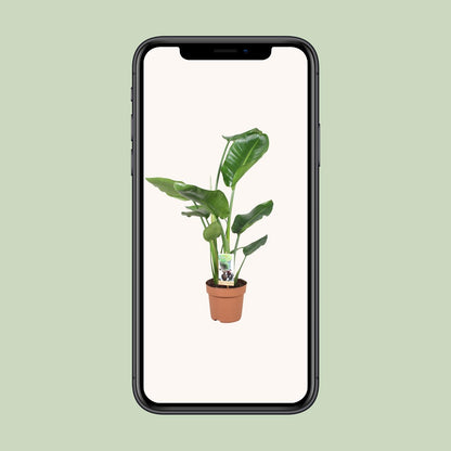 Strelitzia Nicolai Ø17cm Zimmerpflanze 60cm – pflanzfix24