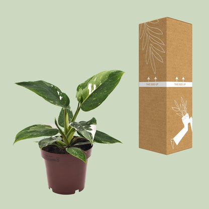 Philodendron White Princess - Ø12cm - ↕25cm - pflanzfix24