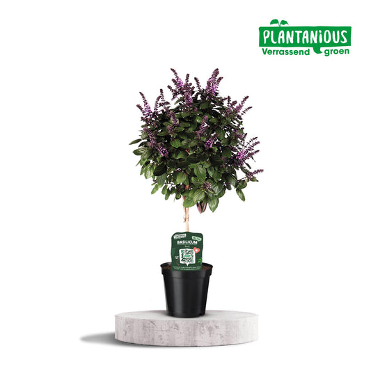 Basilicum Ocimum - Ø19cm - ↕75cm - Pflanzfix24