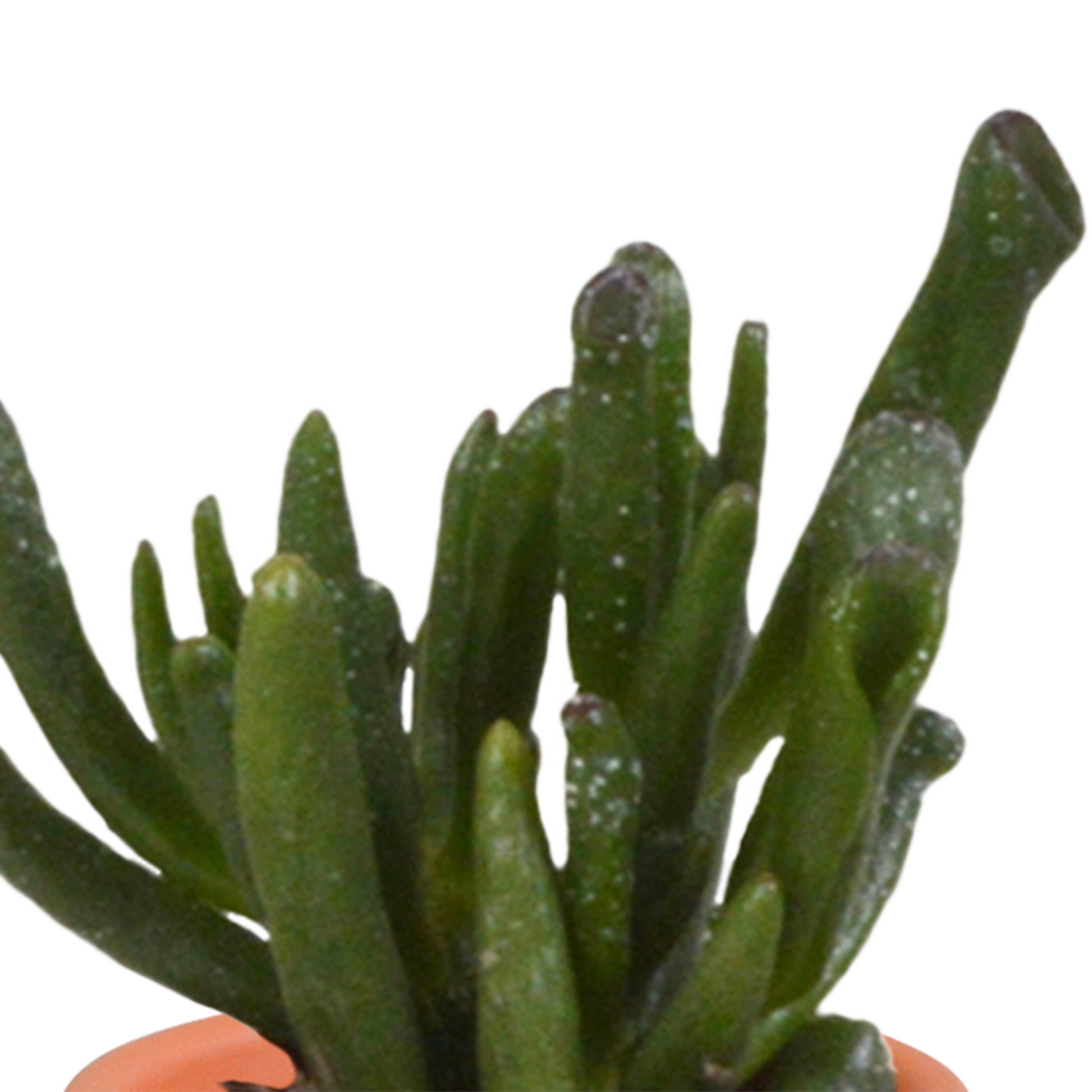 Kakteen und Sukkulenten Mix 5,5 cm | 15er Set - Terrakotta Topf - Pflanzfix24.de - Pflanzfix24.de