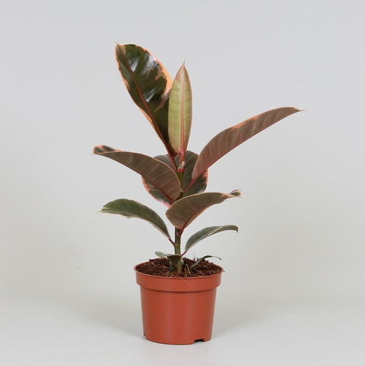 Ficus Elastica Belize - Ø12cm - ↕30cm bei Pflanzfix24.de - Pflanzfix24.de