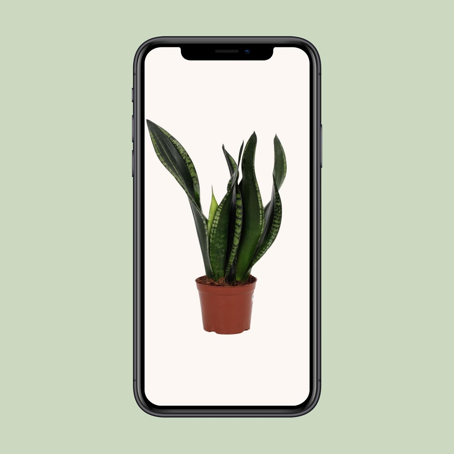 Sansevieria Whitney 12cm – Schwiegermutterzunge bei Pflanzfix24.de - Pflanzfix24.de