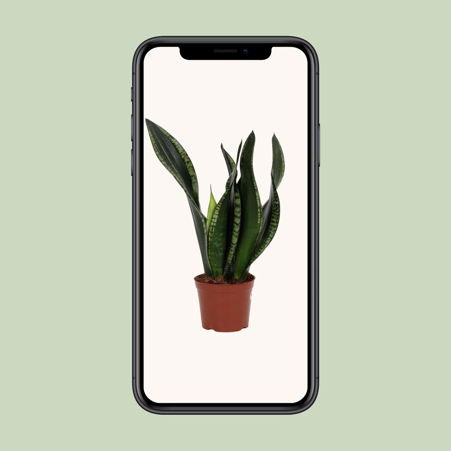 Sansevieria Whitney 12cm – Schwiegermutterzunge bei Pflanzfix24.de - Pflanzfix24.de