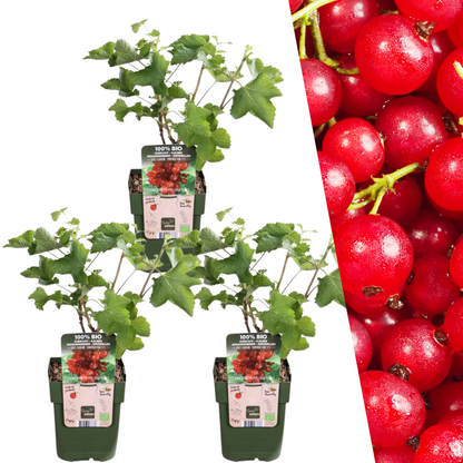 3 x Bio-Stachelbeerpflanzen - Ø 13 cm - ↨ 20 cm von Pflanzfix24
