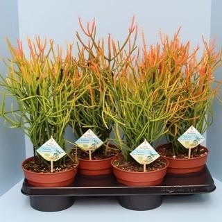 Bio Euphorbia Tirucalli Stramineus 60-STRAM17 - Pflanzfix24