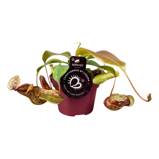 Nepenthes Gaya - Ø12 ↕17 von Pflanzfix24
