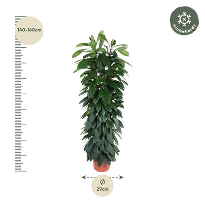 Ficus Cyatistipula Stamm 150 cm - Zimmerpflanze bei Pflanzfix24
