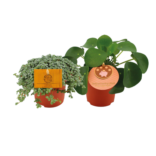 Pilea Duo 2er-Set Ø10,5 cm | Pflanzfix24