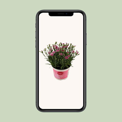 Dianthus Pink Kisses 17 CM © - Pflanzfix24