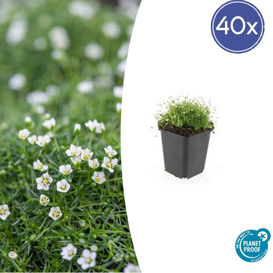 40x Sagina subulata - ↕10-25cm - Ø9cm bei Pflanzfix24.de - Pflanzfix24.de