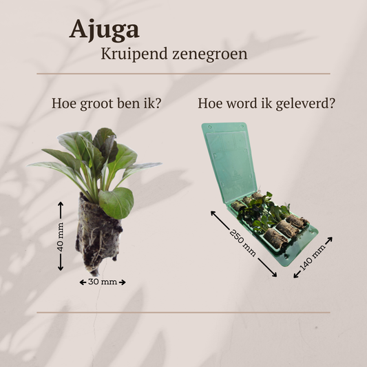 Ajuga Reptans – 6 Pflanzenstecker - Pflanzfix24.de - Pflanzfix24.de