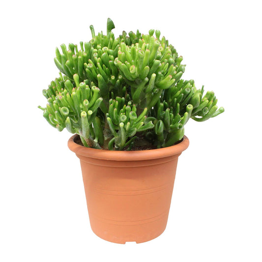 Crassula Hobbit - Ø23cm - ↕35cm - pflanzfix24