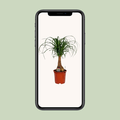 Beaucarnea Nolina - Ø19cm - pflanzfix24