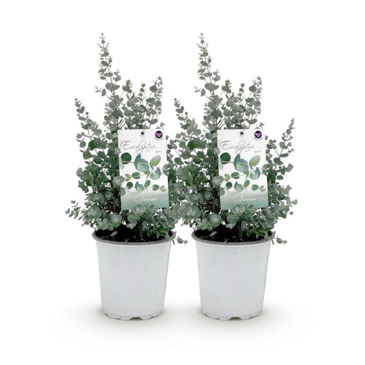pflanzfix24 - Eucalyptus gunnii - 2 Pflanzen - Winterhart - Topf 17cm
