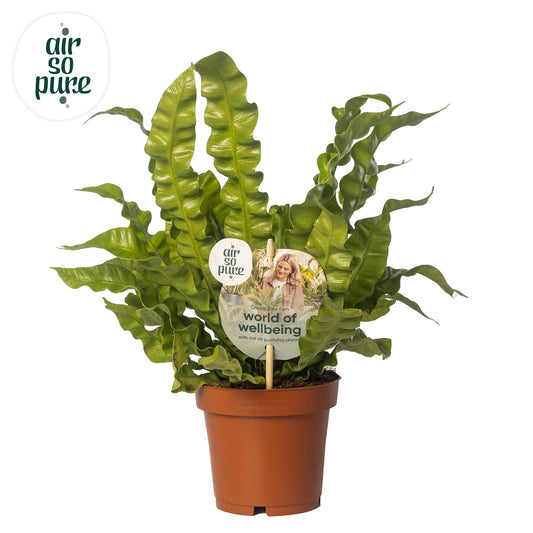 Asplenium Crispy Wave - Ø12cm - ↕25cm - Pflanzfix24.de - Pflanzfix24.de