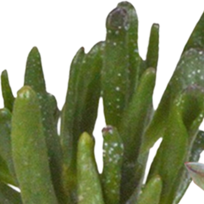 Cactus en vetplanten Mischung 5,5 cm | 15 stück - in witte pot - Pflanzfix24.de - Pflanzfix24.de