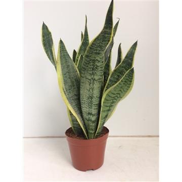 Sansevieria Futura Superba Ø14cm – 40cm hoch | Pflanzfix24.de - Pflanzfix24.de