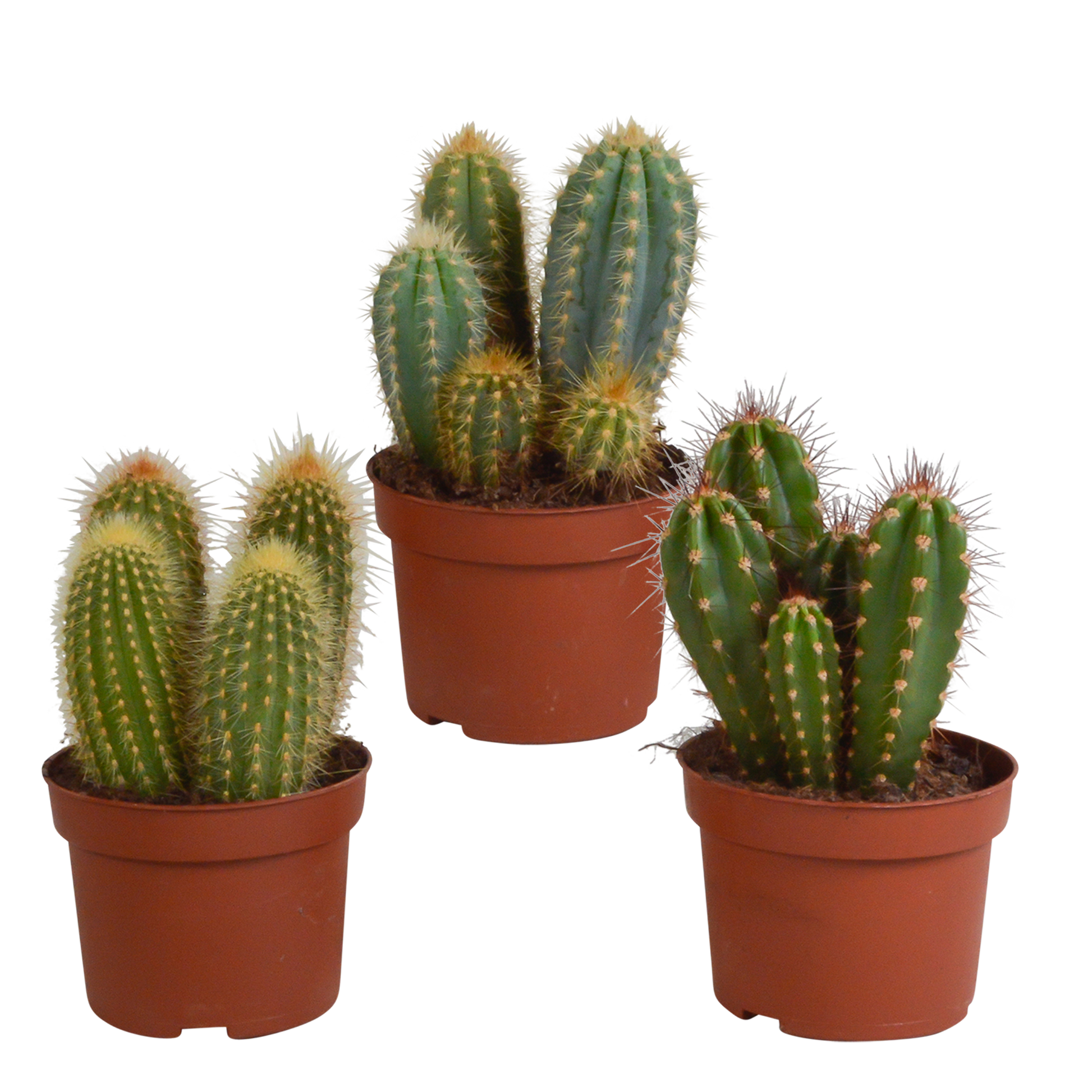 Cereus-Mischung 10,5 cm - 3x - zonder pot - Pflanzfix24.de - Pflanzfix24.de