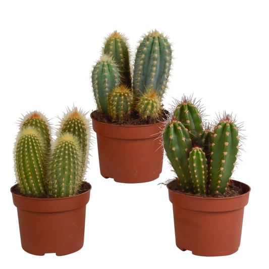 Cereus-Mischung 10,5 cm - 3x - zonder pot - Pflanzfix24.de - Pflanzfix24.de