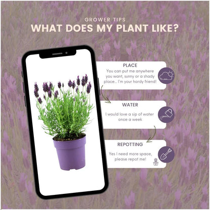 Lavandula stoechas Anouk® 6er-Set – Schopflavendel 12 cm | Pflanzfix24.de - Pflanzfix24.de