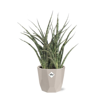 Sansevieria Fernwood Punk in ELHO b.for rock 14 cm warm grey - Pflanzfix24