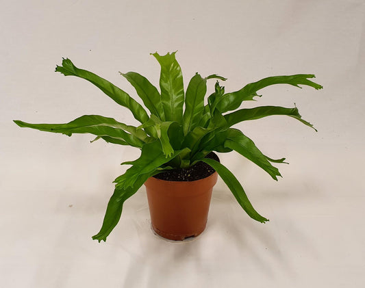 Asplenium Crissie - Ø12cm - ↕30cm - Pflanzfix24