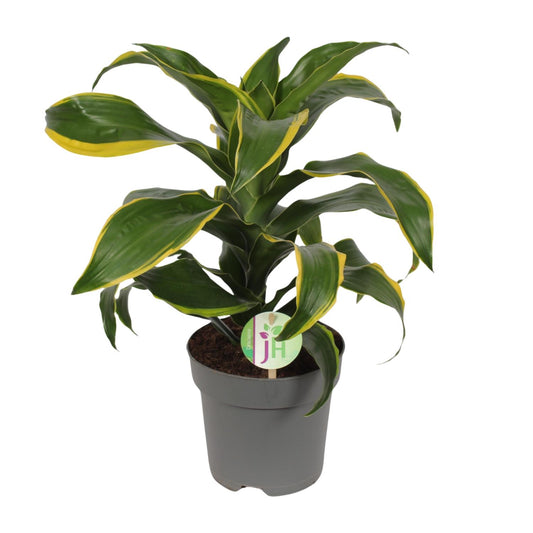 Dracaena Fragrans Grune gelb - Ø17cm - ↕40cm - Pflanzfix24