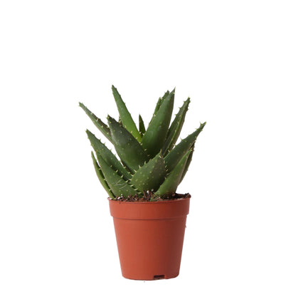 Aloe Brevifolia Ø9 cm – Pflanzfix24.de - Pflanzfix24.de