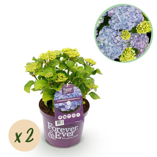 Pflanzfix24.de - Hortensie - Hydrangea Forever & Ever - Blau - 2 Pflanzen - Pflanzfix24.de