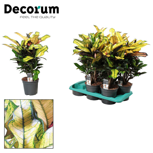 Croton Wilma - Ø17cm - ↕60cm bei Pflanzfix24