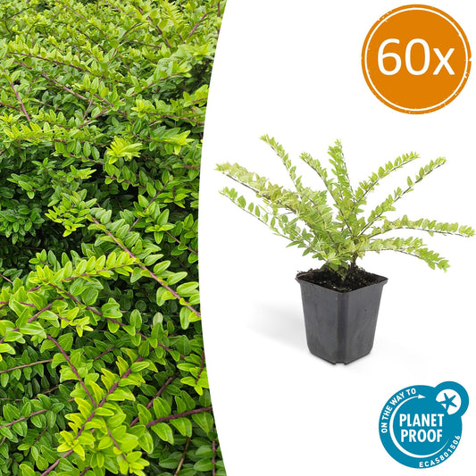 60x Lonicera maigrün – Heckenpflanze 10–25 cm – Pflanzfix24