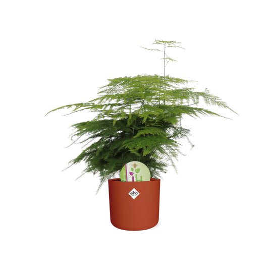 Asparagus ‘Plumosus’ in ELHO b.for soft rond 14cm brique - Pflanzfix24