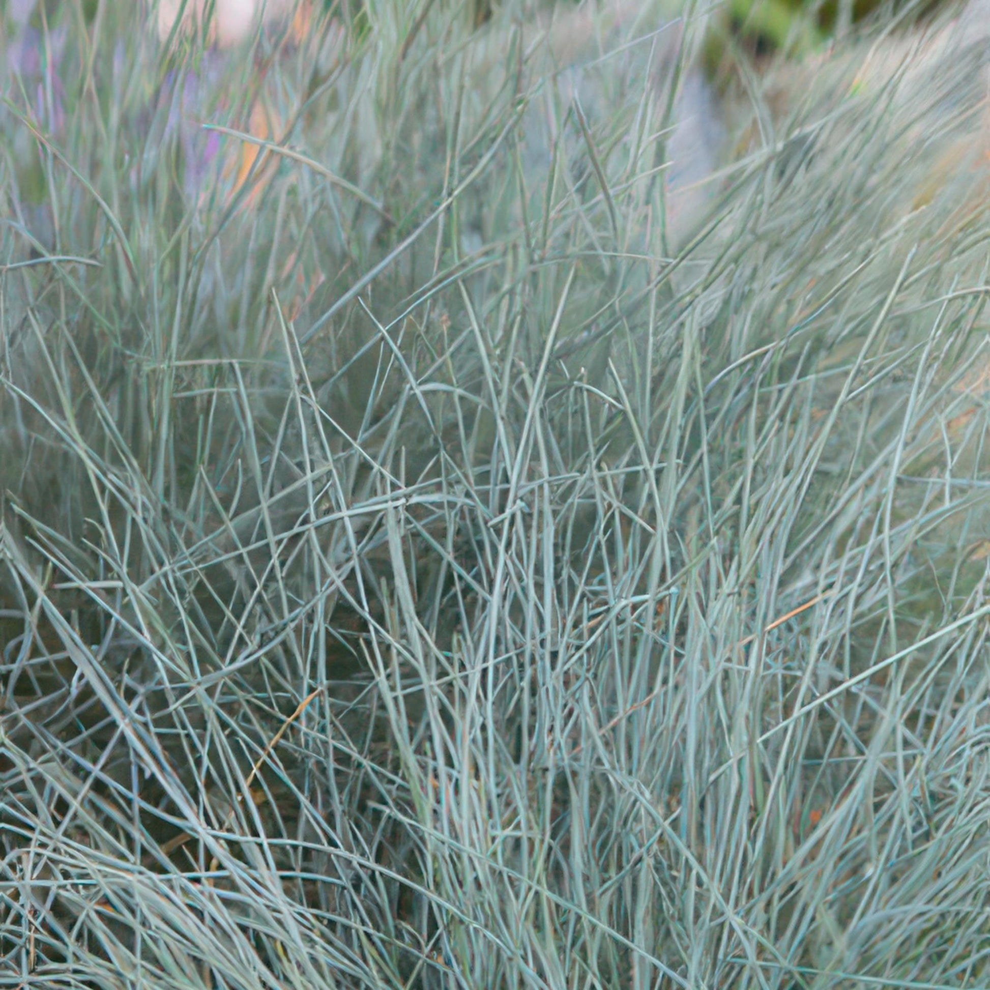 20x Festuca glauca 'Elijah Bleu' von Pflanzfix24.de - ↕10-25cm - Ø9cm - Pflanzfix24.de