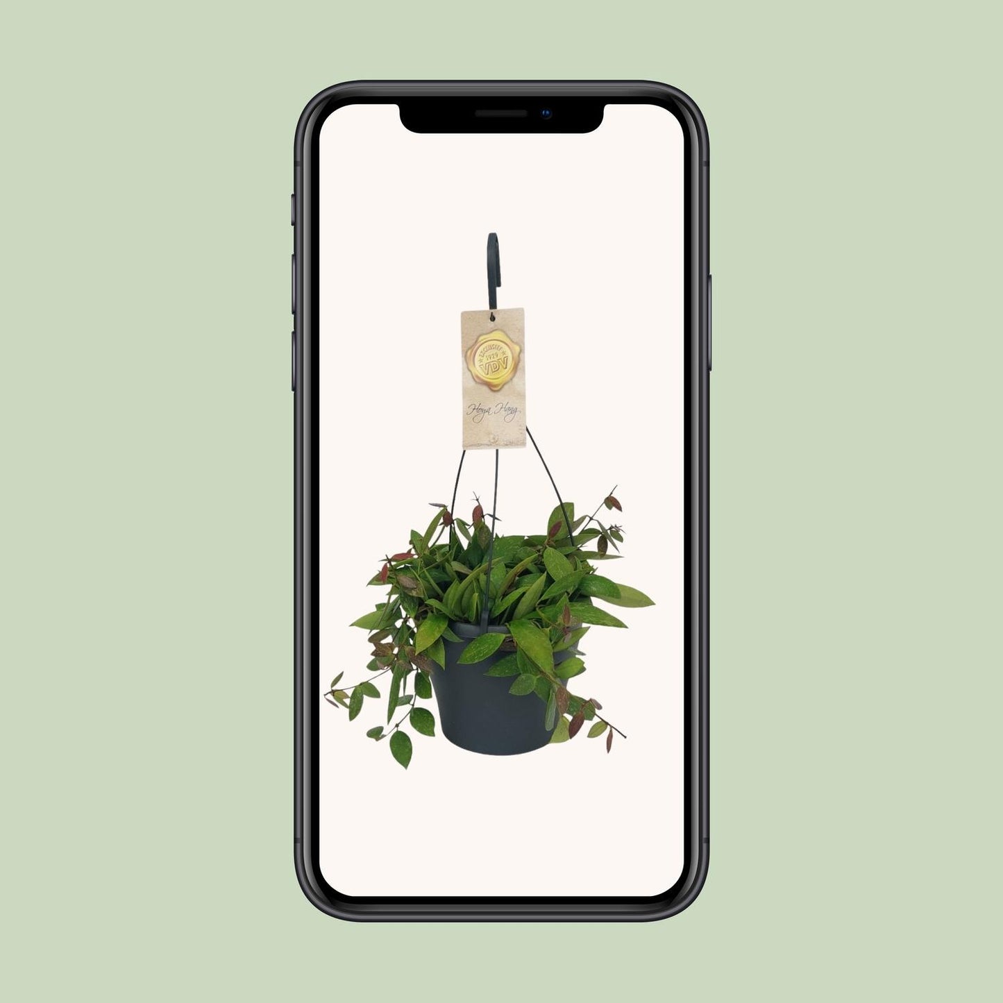 Hoya Gracilix - Ø19cm - ↕20cm - Pflanzfix24