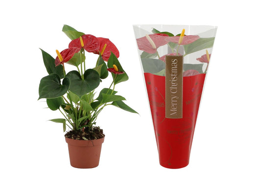 Anthurium Diamond Red In Ruby Sleeve - Ø9cm - ↕25cm - Pflanzfix24
