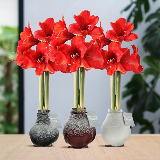 No Water Flowers® Waxz® Snow Mix (3 pack) + Red Flower - Pflanzfix24