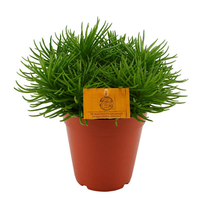 Senecio Himalaya - Ø15cm - ↕25cm bei Pflanzfix24