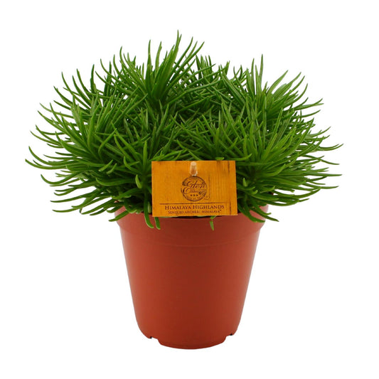 Senecio Himalaya - Ø15cm - ↕25cm bei Pflanzfix24