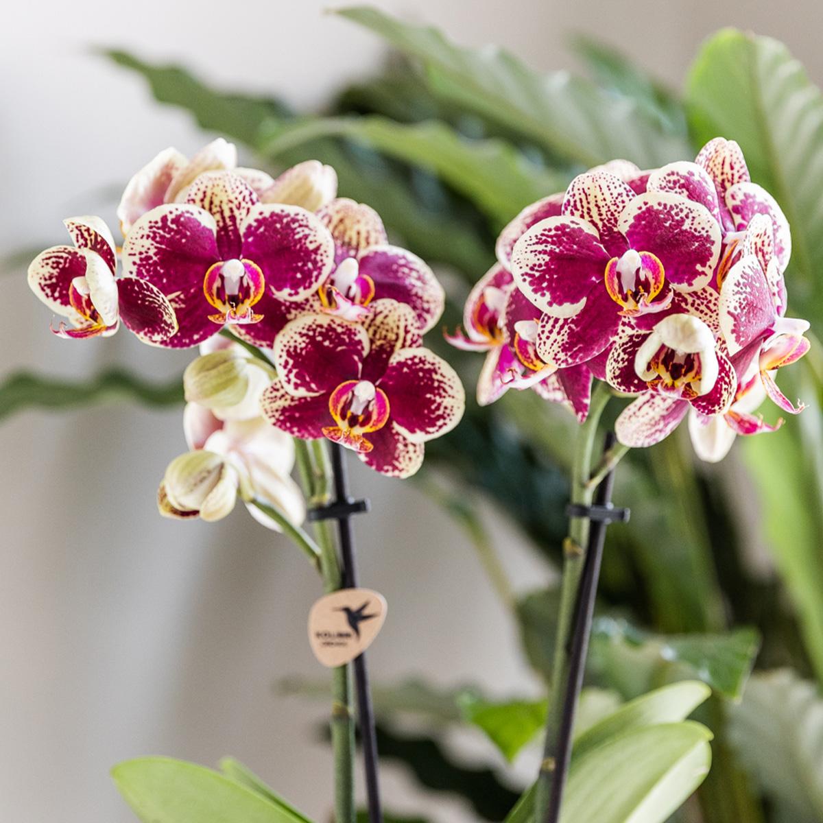 Phalaenopsis Orchidee Spanien Gelb-Rot Ø9cm – Pflanzfix24.de - Pflanzfix24.de