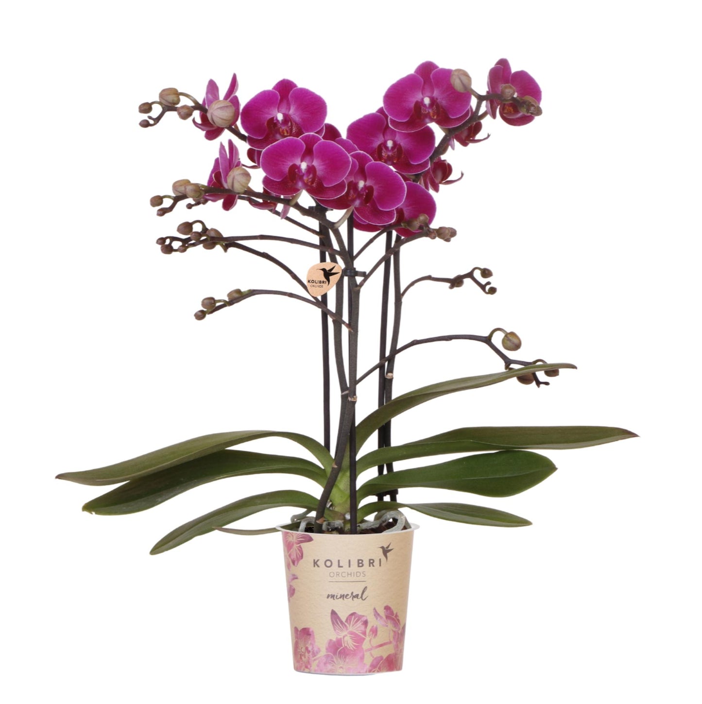 Phalaenopsis Orchidee 'Morelia' Lila Ø9cm | blühende Zimmerpflanze | Pflanzfix24.de - Pflanzfix24.de